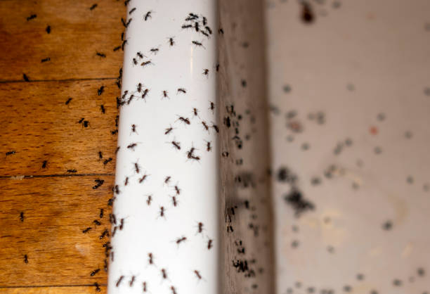 Best Affordable Pest Control Services  in Lakeside, TX